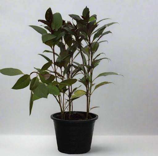 Eranthemum "MIX" image 1