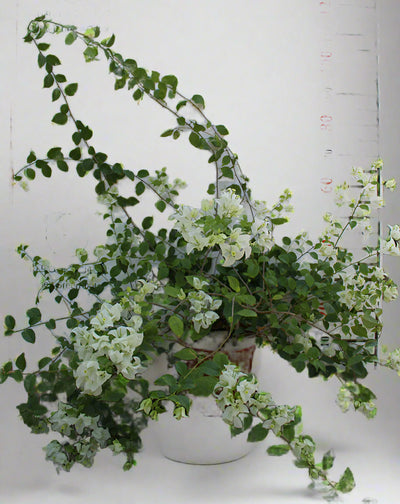 Bougainvillea glabra 'White' image 0