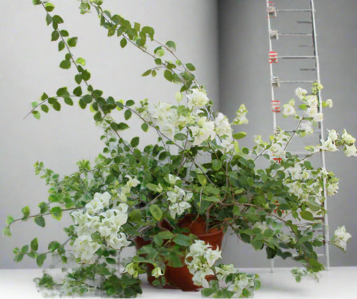 Bougainvillea glabra 'White' image 1