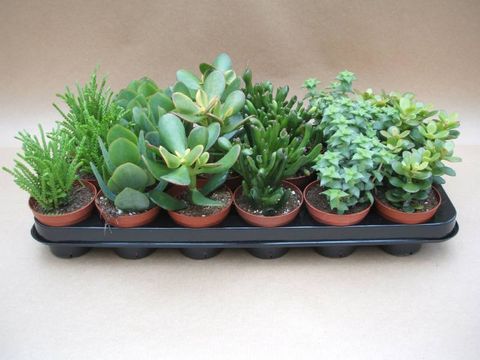 Crassula mix . 5.5CM POT,10CM HT