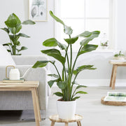 Strelitzia reginae (Bird of Paradise)