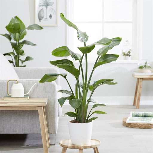 Strelitzia reginae (Bird of Paradise)