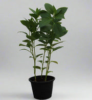 Eranthemum "MIX" image 2