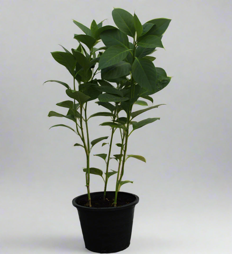 Eranthemum "MIX" image 2