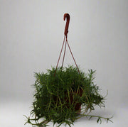 Portulaca  grandiflora Hanging image 0