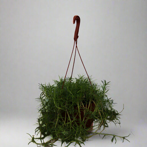 Portulaca  grandiflora Hanging image 0