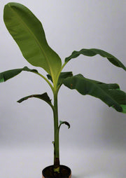 Musa paradisiaca " Banana" 50-60cm image 1