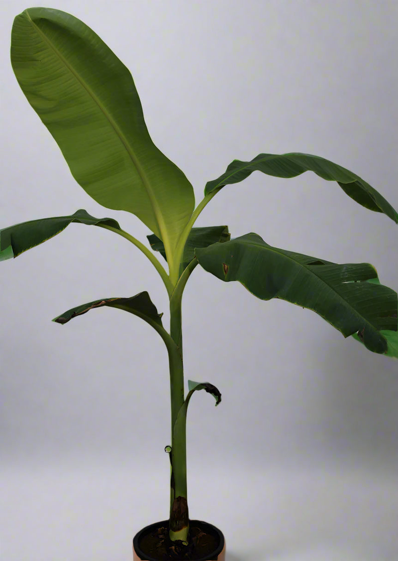 Musa paradisiaca " Banana" 50-60cm image 1