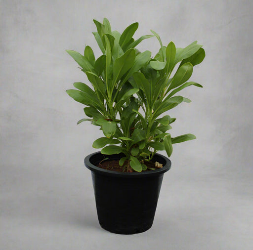 Scaevola Frutescens image 1