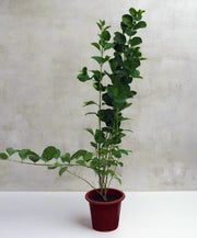 Clerodendron inerme image 0
