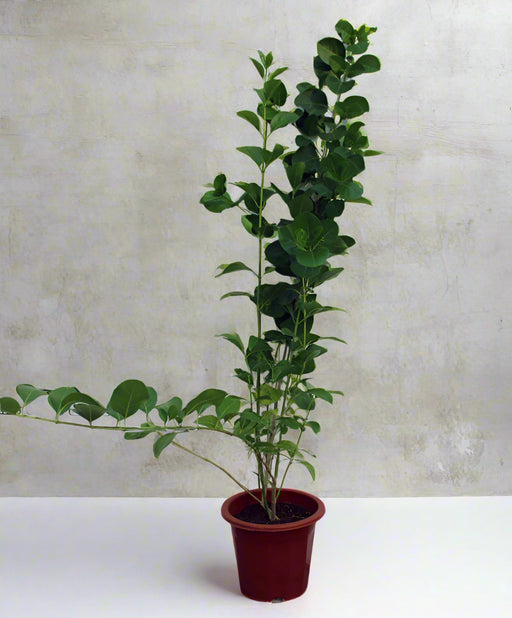 Clerodendron inerme image 0
