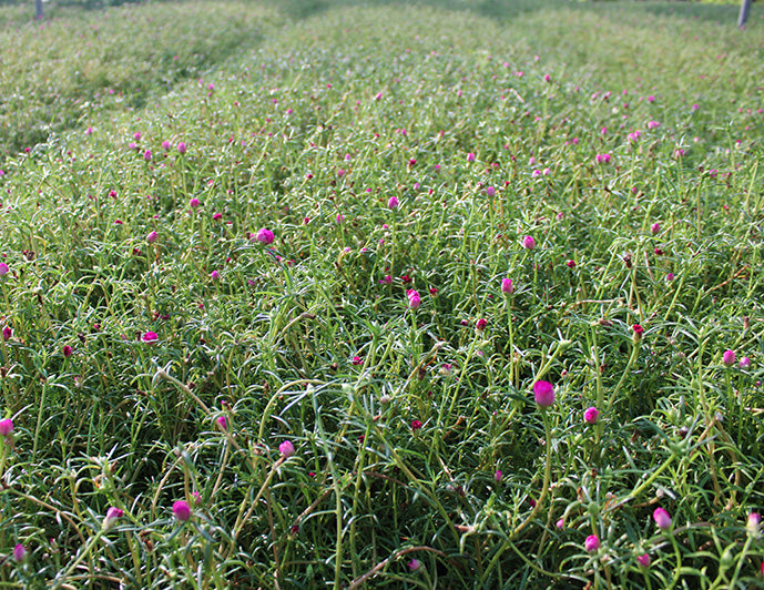 Portulaca grandiflora Mix image 1