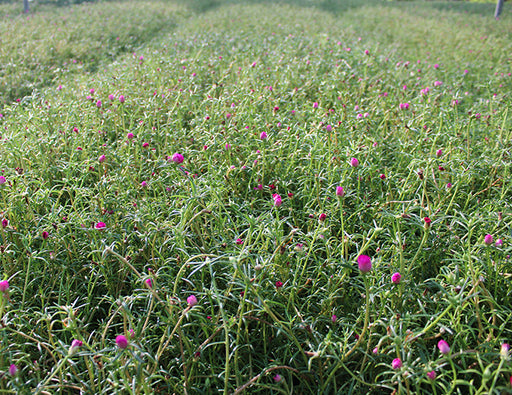 Portulaca grandiflora Mix image 1