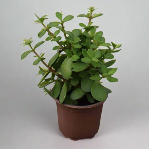Crassula argentea image 0