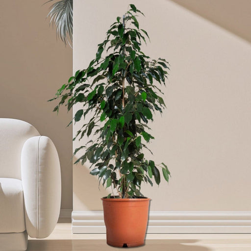 Ficus benja. 'Danielle' . 17CM POT,70CM HT