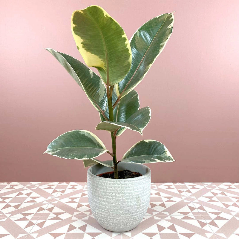 Ficus elastica