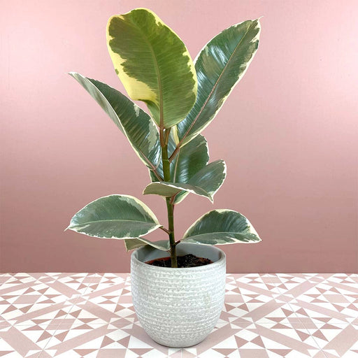 Ficus elastica