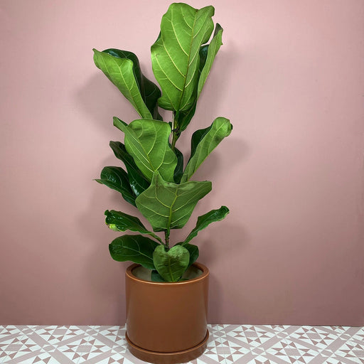 Ficus lyrata