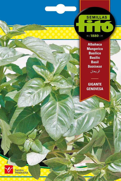 Fito Basil genovesa giant