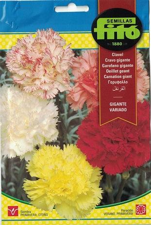 Fito Carnation giant
