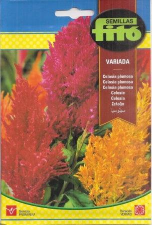 Fito Celosia