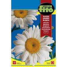 Fito Chrysanth.leucanthemum Alaska