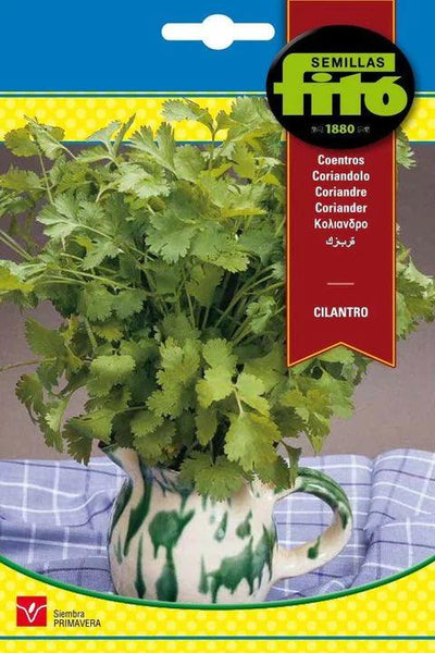 Fito Coriander