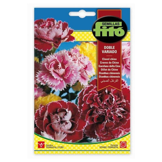 Fito Dianthus chinensis double mix