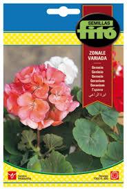 Fito Geranium Zonal mixed