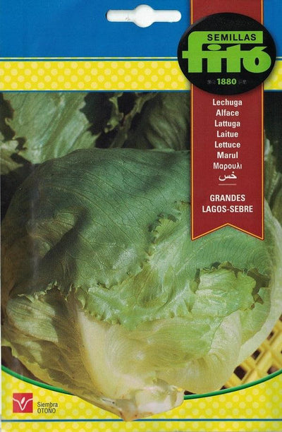 Fito Lettuce Great lakes- California