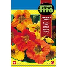 Fito Nasturtiom dwarf red