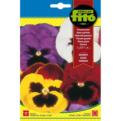 Fito Pansy swiss giant mixed
