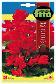 Fito Salvia dwarf red