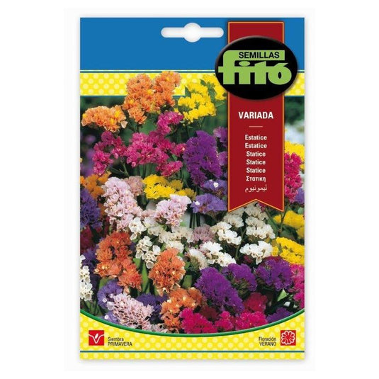 Fito Statice mixed