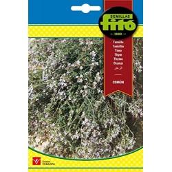 Fito Thyme
