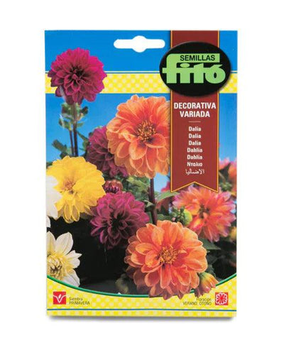 Fito Zinnia dalia flowered mix