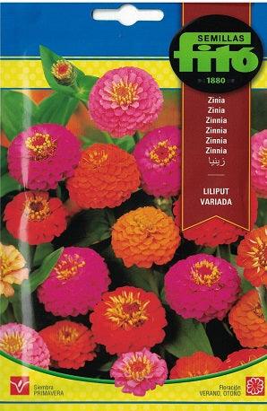 Fito Zinnia lilliput mix