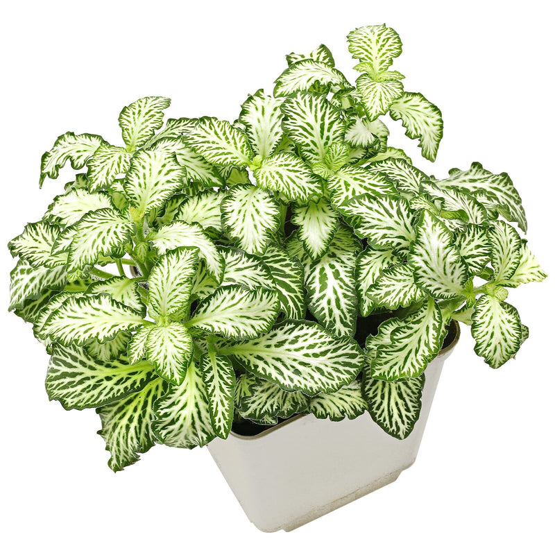 Fittonia 'Mosaic White Tiger
