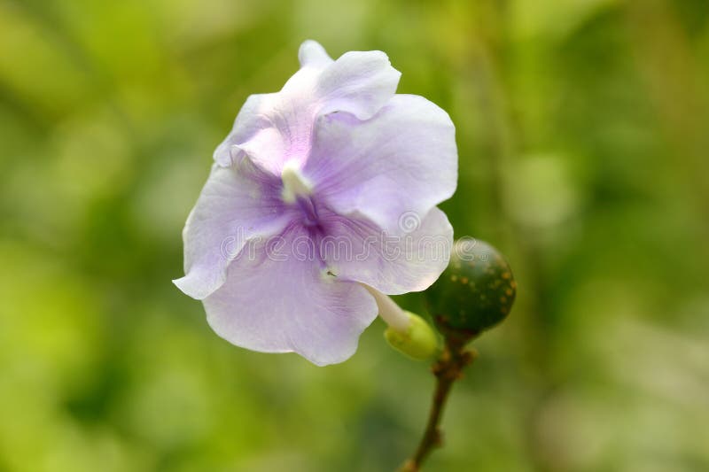 Brunfelsia latifolia(20-25cm Ht)