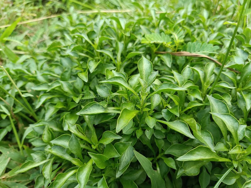 Alternanthera "Green" (10 - 15cm Height in 10cm Pot)