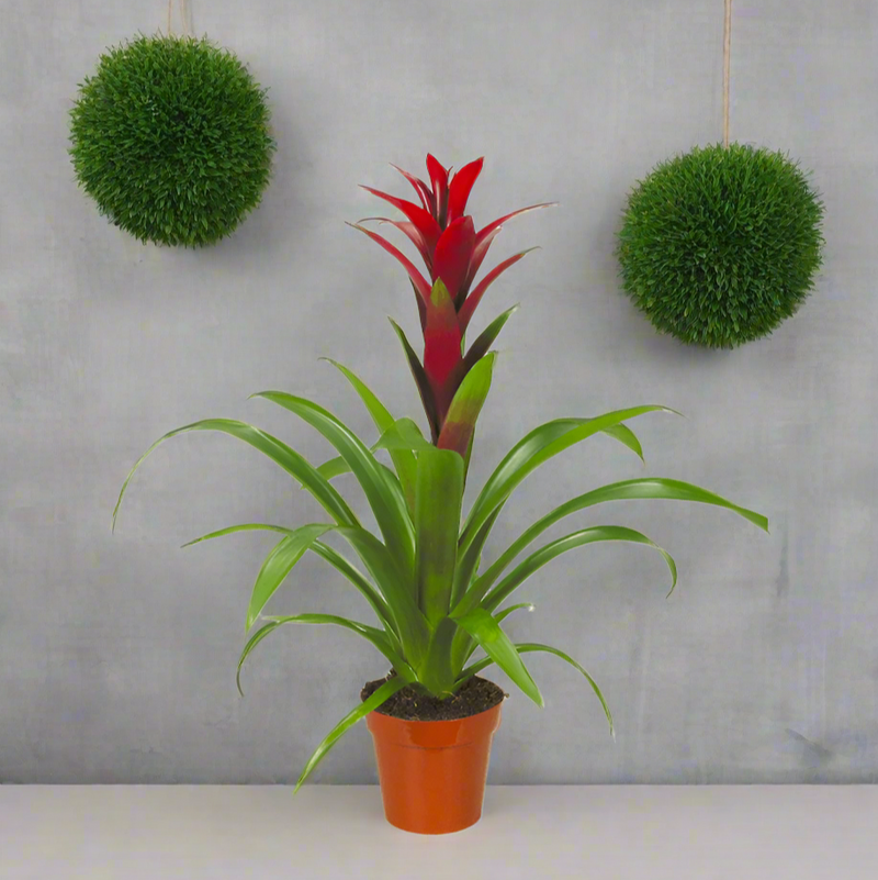 Guzmania 'Confetti