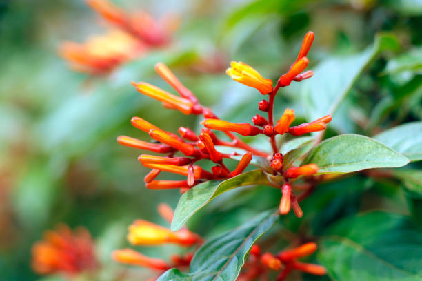 Hamelia patens(40-50cm Ht, 1PP in 2Ltr Pot)
