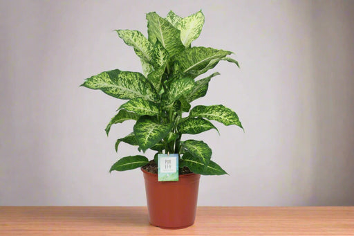 Dieffenbachia 'Mars'