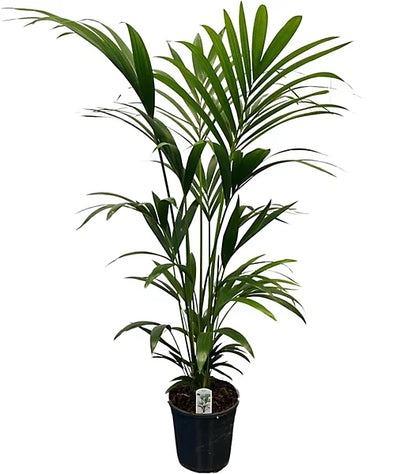 Howea Forsteriana 140cm ht