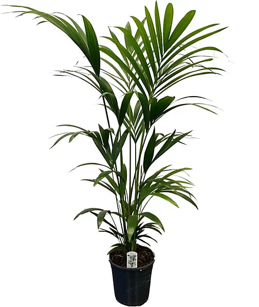 Howea Forsteriana 140cm ht