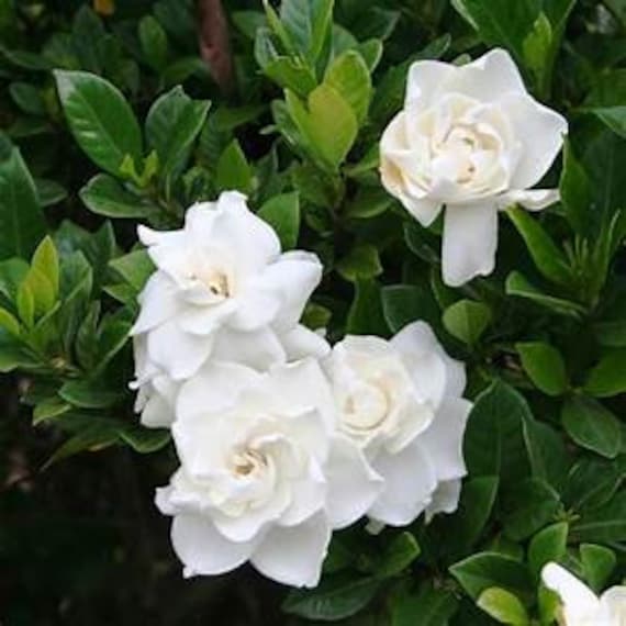 Gardenia Jasmin: "First Love"30-35cm Ht & Bushy in10Ltr Pot