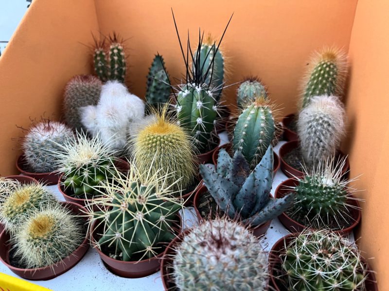 Cactus Mix ( 8cm Height , 5.5cm Pot )