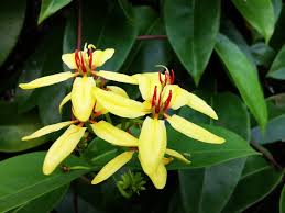 Tristellateia australasiae ( 60 - 80cm Ht, 4PP & Bushy )