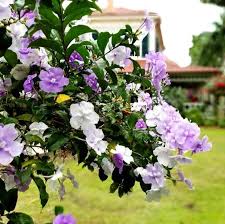 Brunfelsia latifolia(20-25cm Ht)