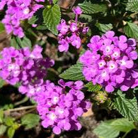 Lantana montevidensis (20-25cm Ht, 1PP in 10cm Pot)